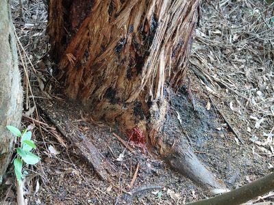 Eucalyptus delegatensis, photographed by Jacqui Geux