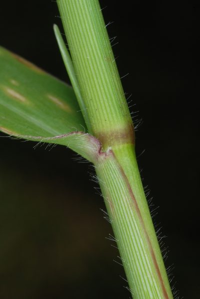 Urochloa platyphylla, photographed by Douglas Goldman