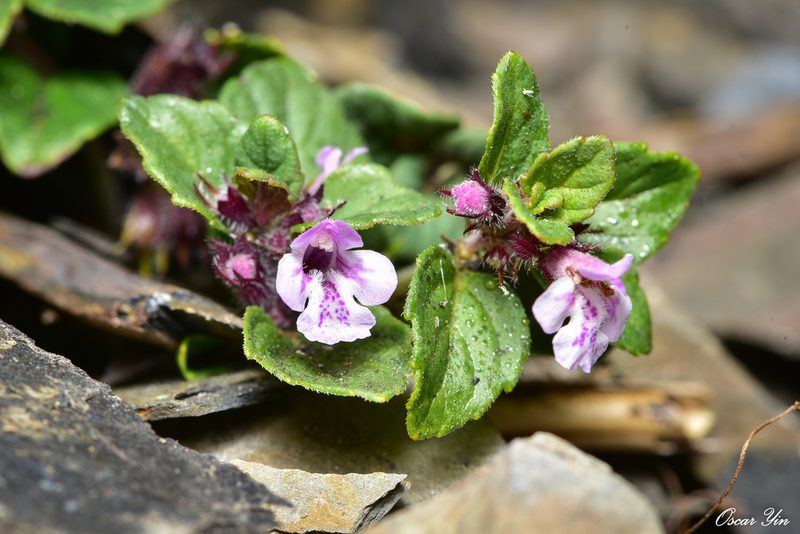 Clinopodium laxiflorum, photographed by 尹若宇