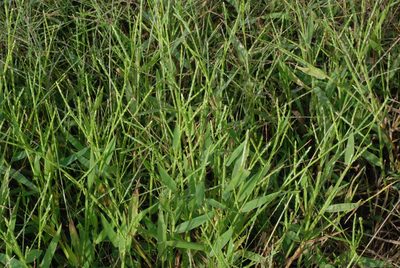 Urochloa platyphylla, photographed by Douglas Goldman