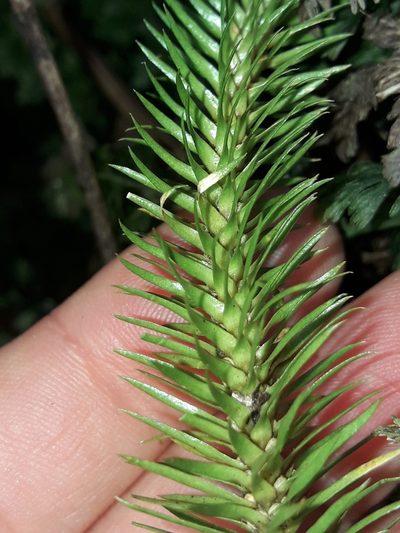 Phlegmariurus squarrosus, photographed by naturewatchwidow