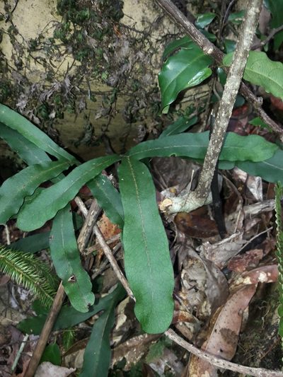 Dendroconche latilobata, photographed by naturewatchwidow