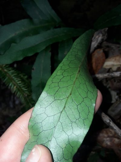 Dendroconche latilobata, photographed by naturewatchwidow