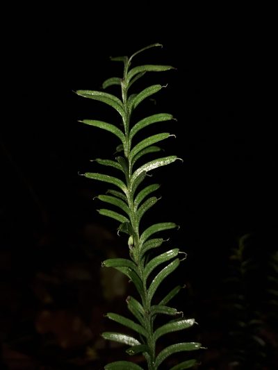 Tmesipteris vieillardii, photographed by naturewatchwidow