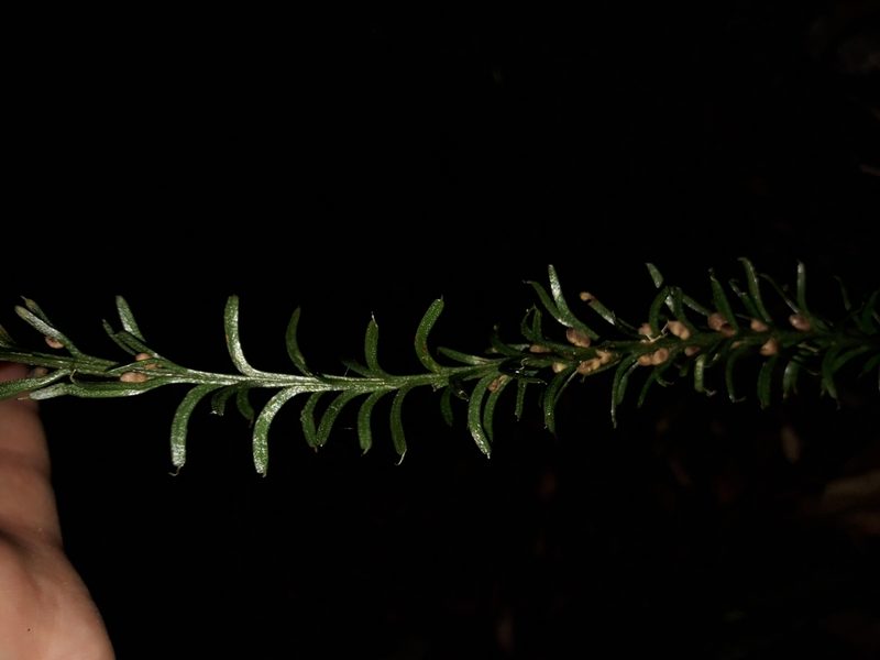 Tmesipteris vieillardii, photographed by naturewatchwidow