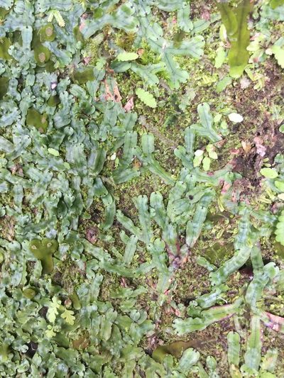 Marchantia pinnata, photographed by teresa lo