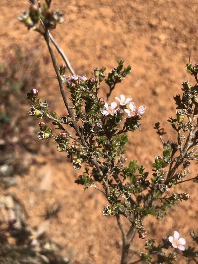 Pericalymma ellipticum, photographed by Ann Bentley
