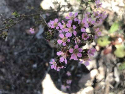 Pericalymma ellipticum, photographed by Ann Bentley