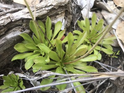 Stylidium spathulatum, photographed by Ann Bentley