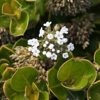 Logania crassifolia, photographed by Kym Nicolson
