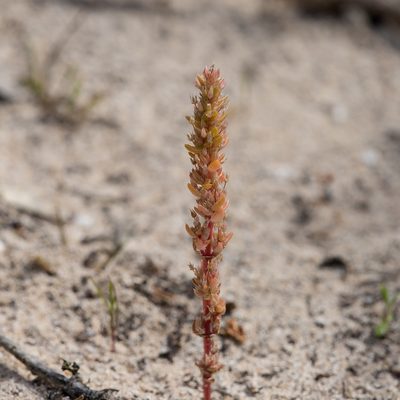 Crassula colligata, photographed by Kym Nicolson
