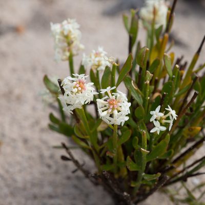 Stackhousia spathulata, photographed by Kym Nicolson