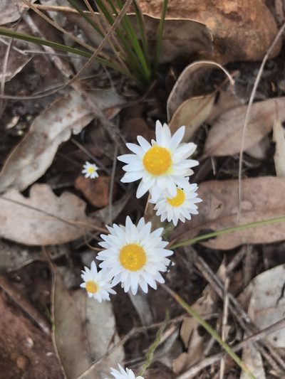 Hyalosperma cotula, photographed by Ann Bentley