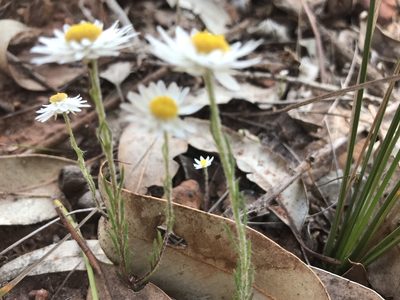 Hyalosperma cotula, photographed by Ann Bentley