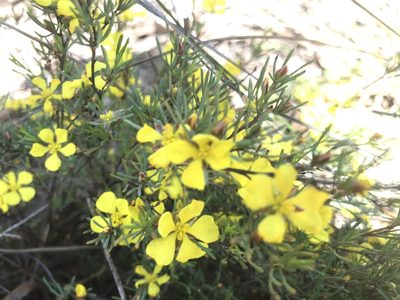 Hibbertia pulchra, photographed by Ann Bentley