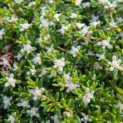 Spyridium phylicoides, photographed by Kym Nicolson
