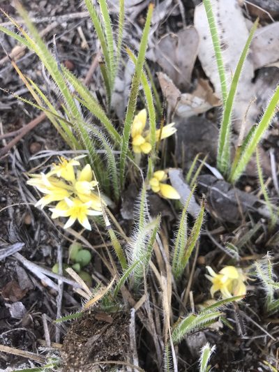 Conostylis setigera, photographed by Ann Bentley