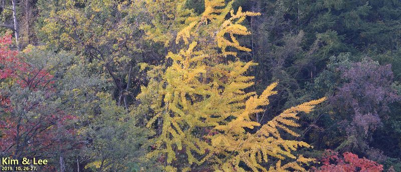 Ginkgo biloba, photographed by Kim, Hyun-tae