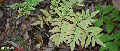 Osmunda japonica, photographed by Kim, Hyun-tae