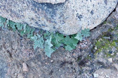 Notholaena californica, photographed by Thibaud Aronson