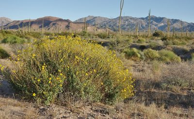 Encelia asperifolia, photographed by Thibaud Aronson