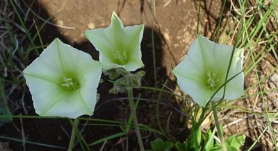 Convolvulus natalensis, photographed by Peter Warren