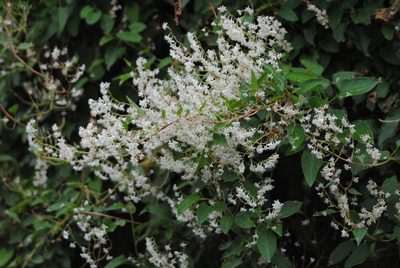 Fallopia aubertii, photographed by Andy Mabbett