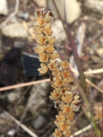 Plantago nivea, photographed by Erick Vélez Sánchez