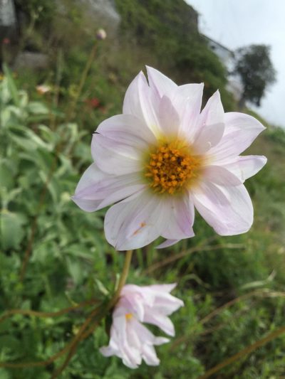 Dahlia merckii, photographed by Erick Vélez Sánchez