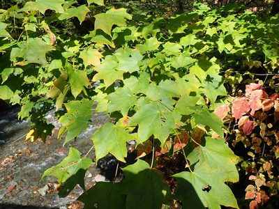 Acer pictum, photographed by Yoshihiro Tokue