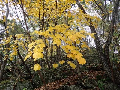 Lindera obtusiloba, photographed by Yoshihiro Tokue