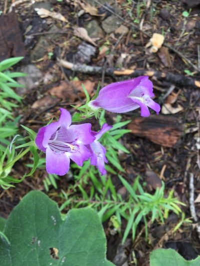 Penstemon campanulatus, photographed by Erick Vélez Sánchez
