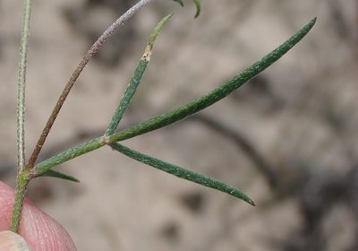 Lotononis filiformis, photographed by Nicola van Berkel