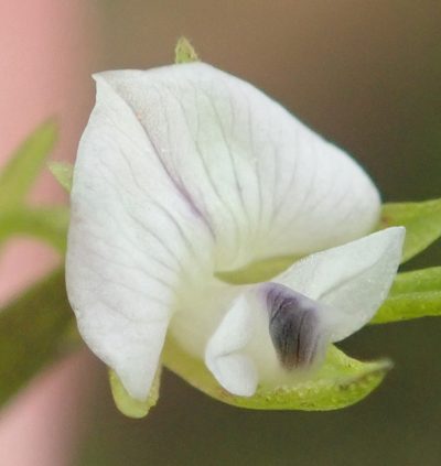 Psoralea vlokii, photographed by Nicola van Berkel
