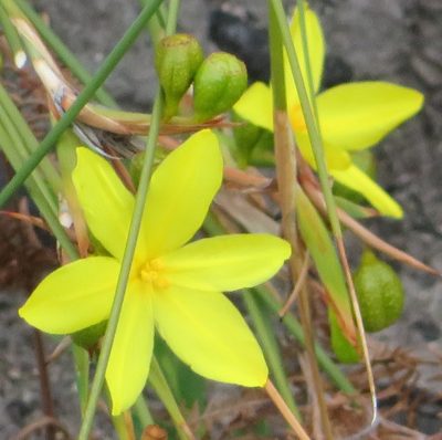 Bobartia aphylla, photographed by Nicola van Berkel