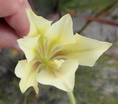 Gladiolus tristis, photographed by Nicola van Berkel