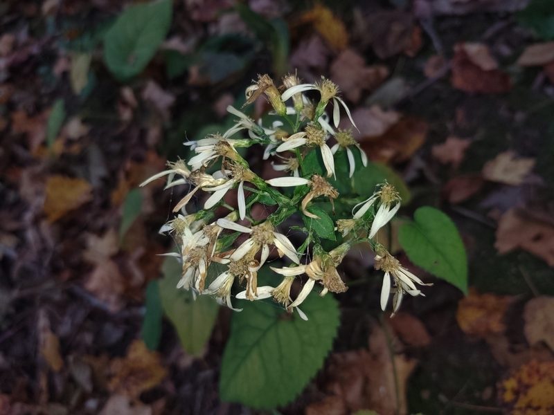 Eurybia schreberi, photographed by Rafael Medina