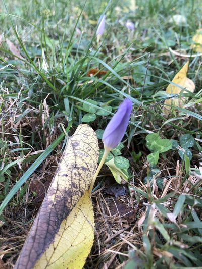 Crocus kotschyanus, photographed by Nicole Castañeda