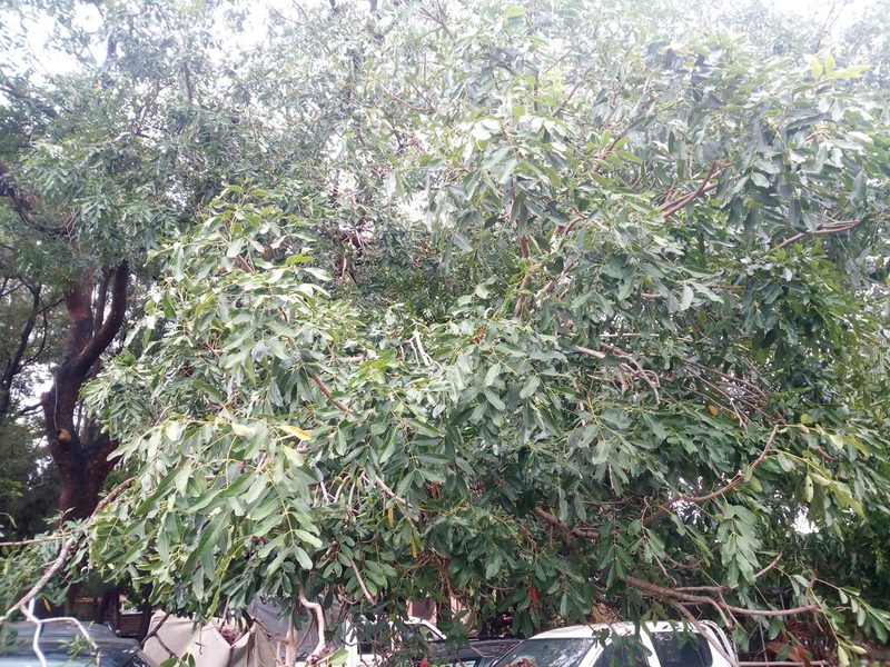 Khaya senegalensis, photographed by ONG SOS Biodiversity