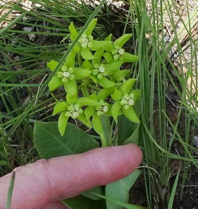 Asclepias fulva, photographed by Peter Warren