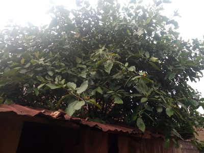 Ficus exasperata, photographed by ONG SOS Biodiversity