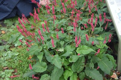 Persicaria amplexicaulis, photographed by Maxim Shashkov
