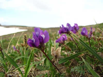 Oxytropis revoluta, photographed by Dmitry Kulakov