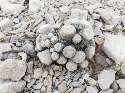 Epithelantha greggii, photographed by Sandino Guerrero