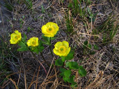 Ranunculus sulphureus, photographed by Dmitry Kulakov