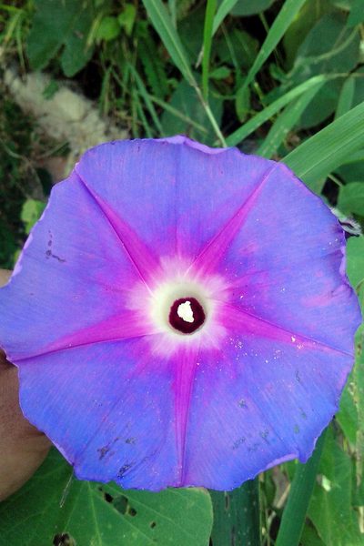 Ipomoea villifera, photographed by Guillermo Huerta Ramos
