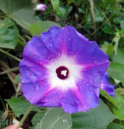 Ipomoea villifera, photographed by Guillermo Huerta Ramos