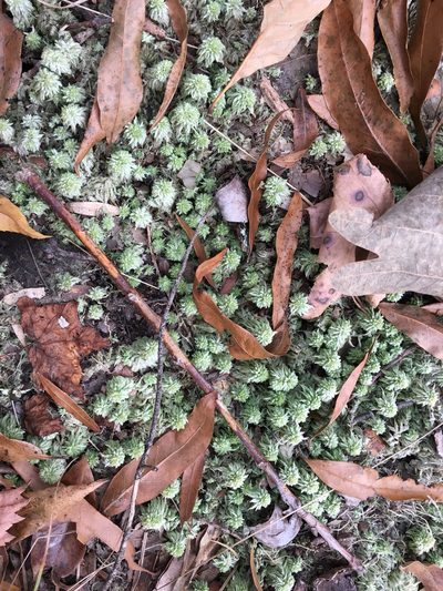 Sphagnum lescurii, photographed by Alan Weakley
