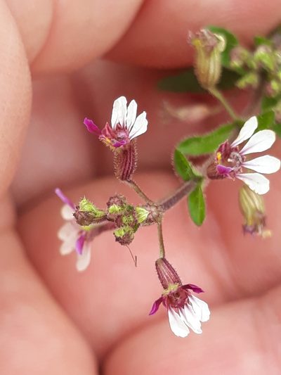 Cuphea lindmaniana, photographed by Edson Luis Fabro Gasperin
