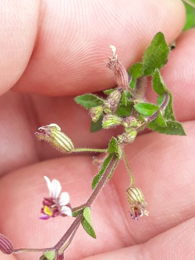 Cuphea lindmaniana, photographed by Edson Luis Fabro Gasperin